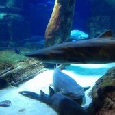 Long Island Aquarium - 556 Photos & 215 Reviews - Aquariums - 431 E Main St, Riverhead, NY ...