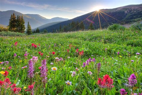 coloradowildflowers - Google Search | Colorado wildflowers, Wild flowers