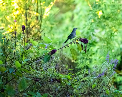 10 Fun Facts About the Gray Catbird | Audubon