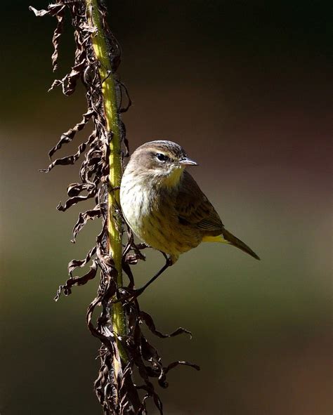 Palm Warbler | Photos By JM | Flickr