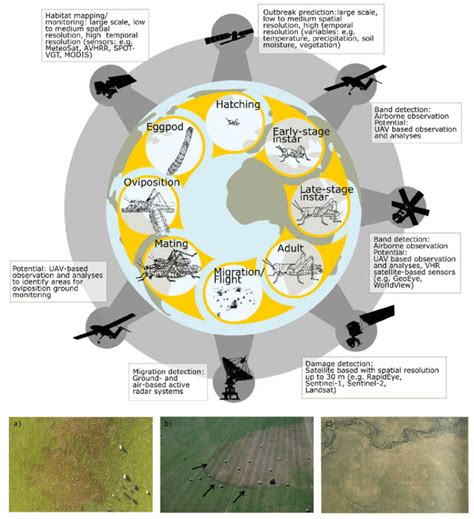 Upper: Representative life cycle of locust and grasshopper species... | Download Scientific Diagram