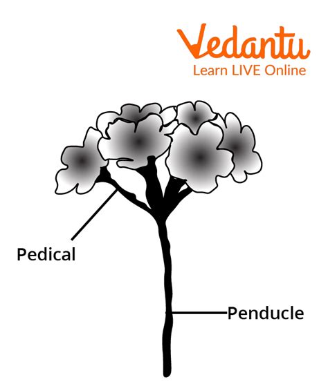 Pedicel Plant - Introduction, Functions and Examples