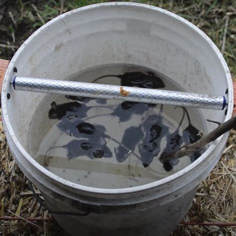 DIY Mouse Trap Uses Peanut Butter, Then Lands Them In A Bucket of Water