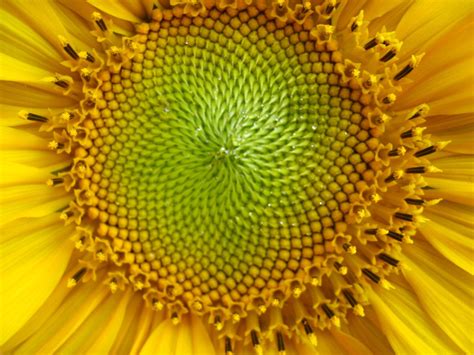 sunflower closeup Free Photo Download | FreeImages