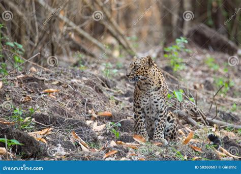 Leopard with its habitat stock image. Image of bhadra - 50260607