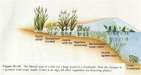 Littoral Zone - aquatic biome in lakes and ponds