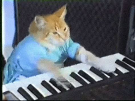 Cat Playing Piano GIFs | Tenor