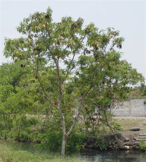 Compañeros de viaje: Guaje blanco (Leucaena leucocephala)