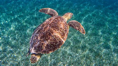 Great Stirrup Cay Snorkeling | Berry Islands