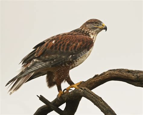 Hawks In Oklahoma: 9 Species To See In The Sooner State