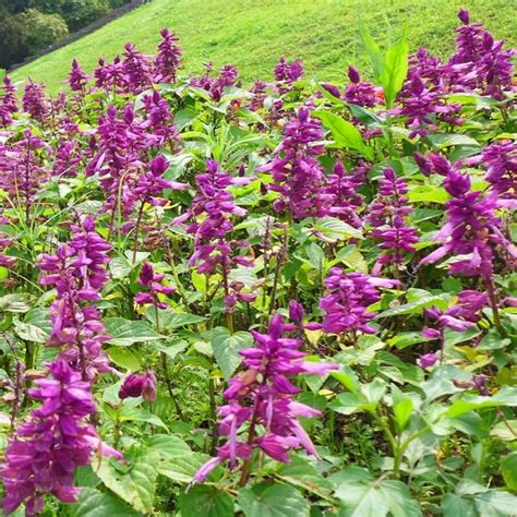 Salvia Splendens Seeds, Purple, Flower Seeds#20 – Rooted Retreat