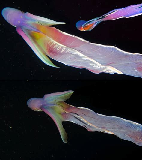 Extremely Rare Rainbow Blanket Octopus Captured on Camera - TechEBlog