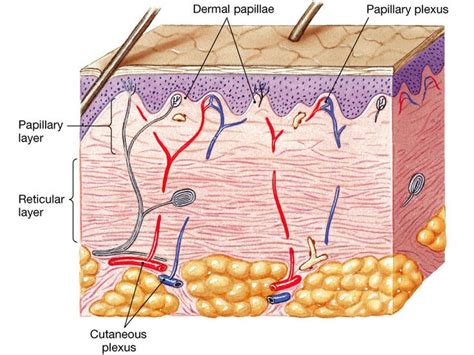 Dermis layers | Dermis, Layers, Dermal fillers