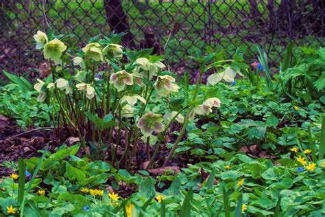 Hellebore Companion Plants (With Examples) | Perennial Masters