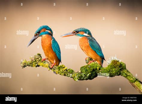 Male and female kingfisher perched together Stock Photo - Alamy