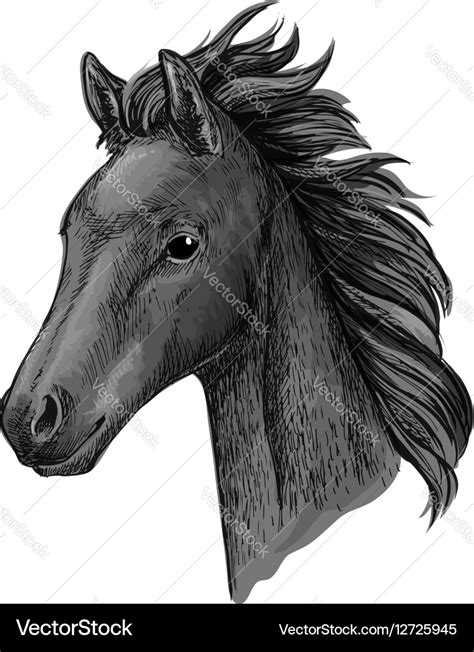 Black Horse Head Paintings