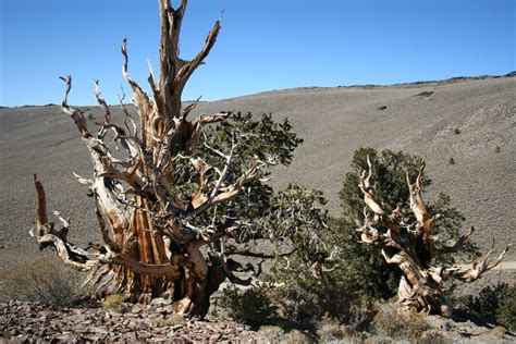 Dating the ancient Minoan eruption of Thera using tree rings