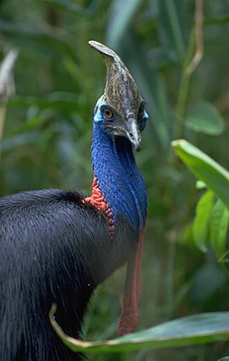 Environmental Law Australia | Cassowary case