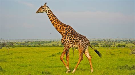 Masai Giraffe: Facts about Masai Giraffe in the famed wildlife reserve ...