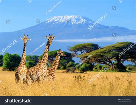 412,099 Kenya Images, Stock Photos & Vectors | Shutterstock