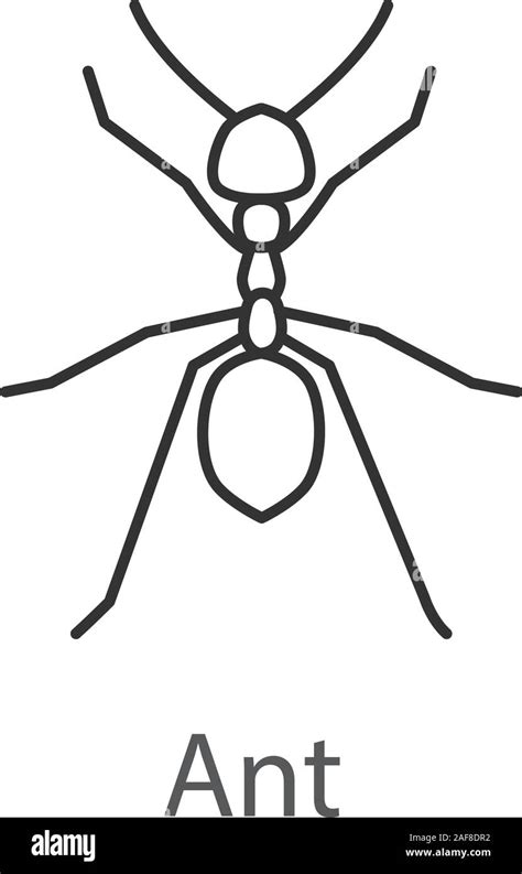 Ant linear icon. Insect. Thin line illustration. Contour symbol. Vector isolated outline drawing ...