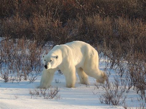 Polar Bear Stalking Photograph by Lori Ann Martin - Fine Art America