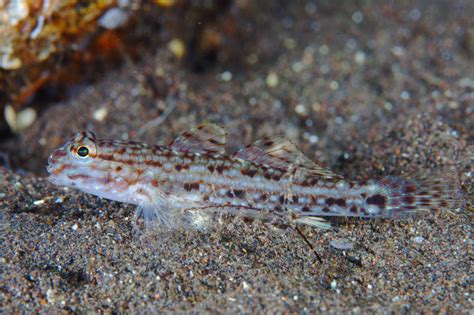 Decorated Goby – Sea Dwelling Creatures