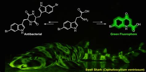Catsharks Find a New Way to Glow — Shark Research Institute