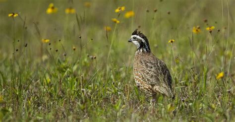 Texas’ bobwhite quail numbers dip; South Texas holds best potential - Laredo Morning Times