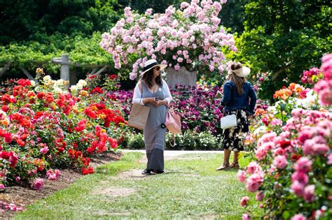 The Huntington Library Rose Garden – Pasadena Star News