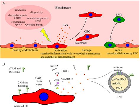 Frontiers | Biomarkers for Early Complications of Endothelial Origin ...