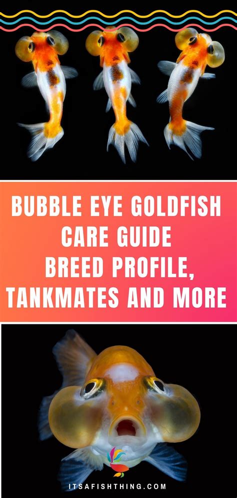 Bubble Eye Goldfish: Info, Care Guide, Photos & More! | Hepper | Bubble ...