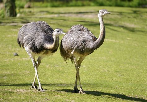 Rhea | Flightless, South American, Ratite | Britannica