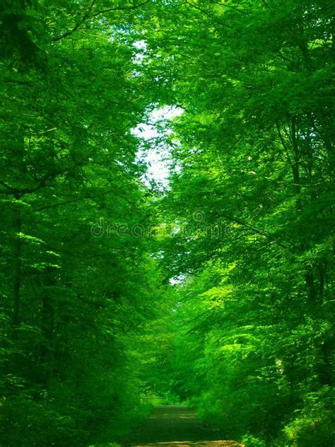 Green green forest. A rich green forest and a small road. Fit for wellness, rege , #ad, #small ...