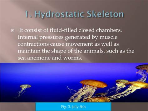 PPT - Types of skeleton PowerPoint Presentation - ID:2200796