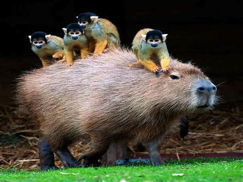 Animal, Capybara, HD wallpaper | Peakpx