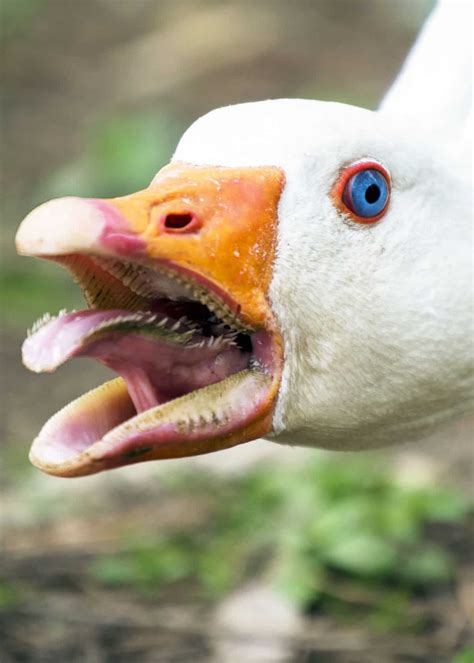 Wait... Geese Have Teeth?! Goose Teeth Pictures, Facts, Debunked Myths ...