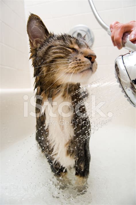 Cat In The Shower Stock Photo | Royalty-Free | FreeImages