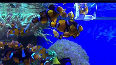 Clownfish feeding - YouTube