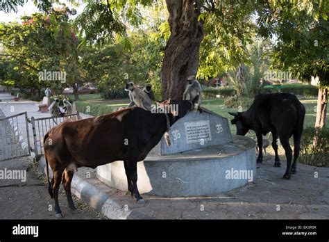 Mandore Gardens Jodhpur Stock Photo - Alamy