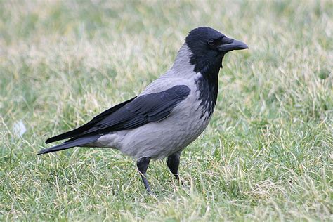 A life at the shoreline. .. by Jeff Copner : Hooded Crow