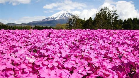 Fuji Shibazakura Festival - Fuji Five Lakes Travel