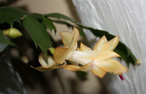 Boise Daily Photo Garden Shot: Yellow Christmas Cactus