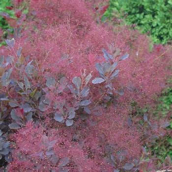 Cotinus coggygria 'Velvet Cloak' Smoke Bush from Garden Center Marketing