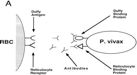 Figure 1.3 from High Frequency of the Fyes Duffy Antigen Receptor for ...