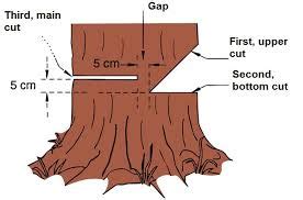 Chainsaw Safety, Part 5: Tree Felling - Cornell Small Farms