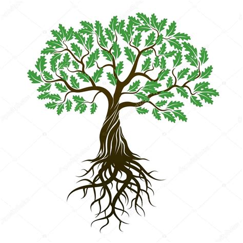 Vector Color Roble Árbol con hojas y raíces verdes . Stock Vector by ©rolandtopor 80213844