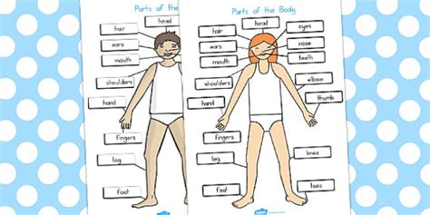 FREE! - Parts of the Body Labelled Diagram (teacher made)