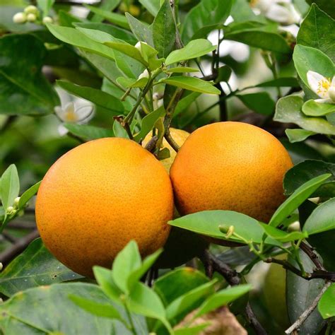 VALENCIA ORANGE SEMI DWARF #5 SIZE | Citrus plant, Citrus trees, Orange tree