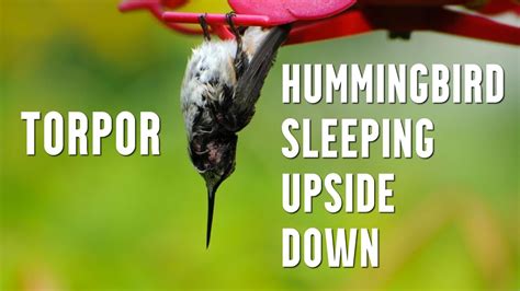 Hummingbird Sleeping Upside Down - Learn About Torpor - YouTube